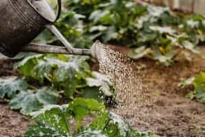 Jak zrobić system nawadniania małego ogrodu?